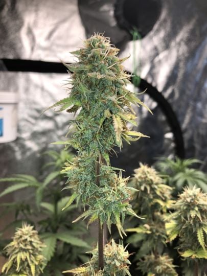 Acapulco Gold Autoflowering Seeds