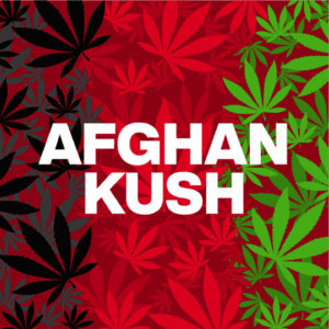 Afghan Kush Feminized Seeds