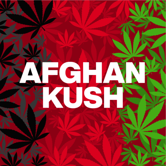 Afghan Kush Feminized Seeds