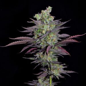 Alien Cookies Autoflowering Seeds