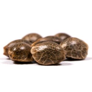 Baked Apple Feminized Seeds