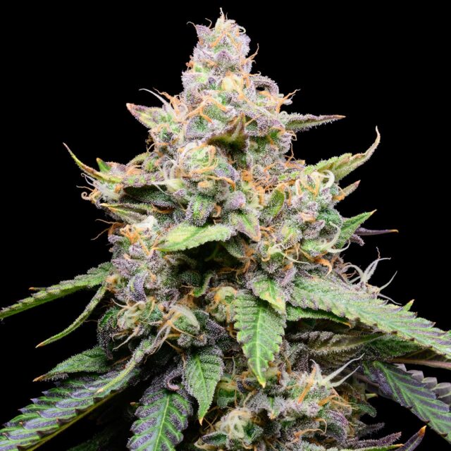 Banana Cream Pie Feminized Seeds