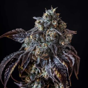 Berry White Feminized Seeds