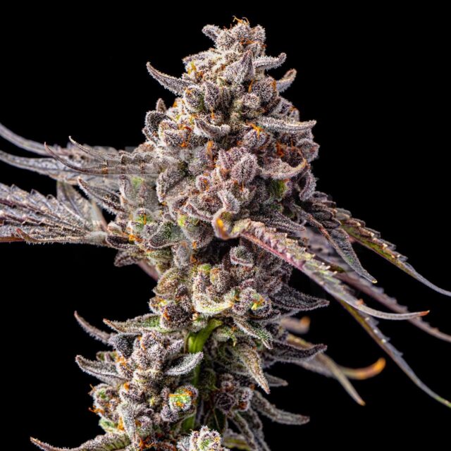 Black Mamba Feminized Seeds