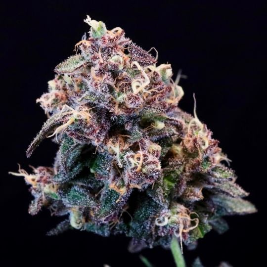 Black Frost Feminized Seeds