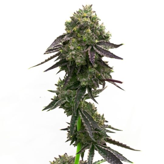 Blue Quartz Feminized Seeds