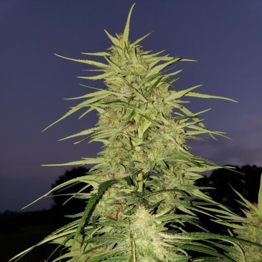 Blue Dream Feminized Seeds