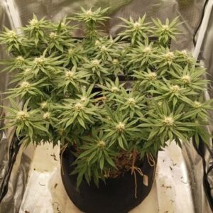 Blueberry Feminized Seeds