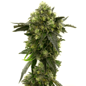 Blueberry x Big Bud Autoflower Seeds