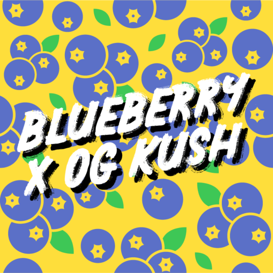 Buy Blueberry x OG Kush Feminized Seeds by Supreme Genetics in America ...