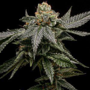 Bruce Banner Autoflowering Seeds