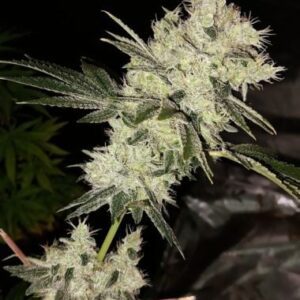 Bruce Banner Feminized Seeds