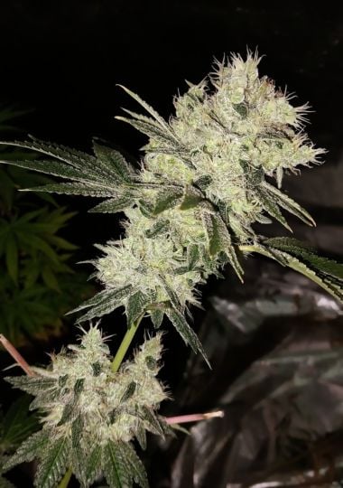 Bruce Banner Feminized Seeds