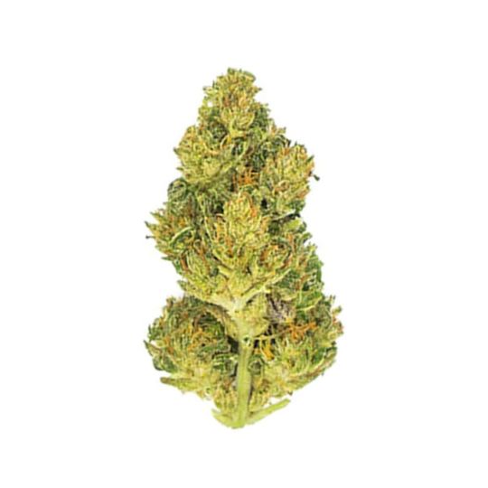 CBD Haze Feminized Seeds