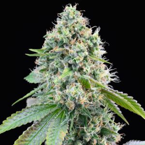 Cereal Milk Feminized Seeds