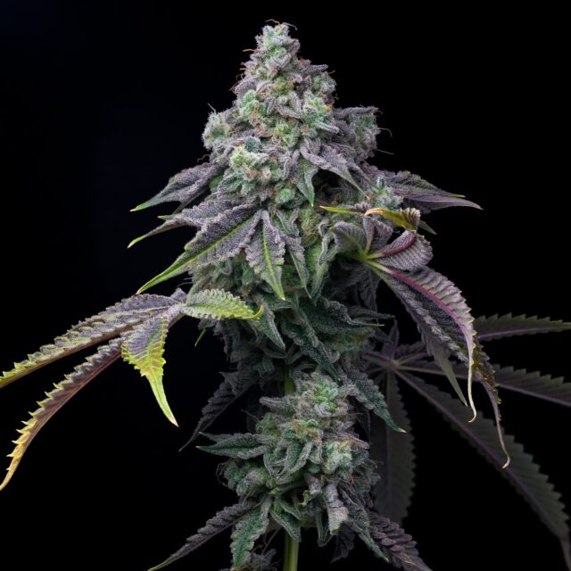 Cherry Runtz Feminized Seeds