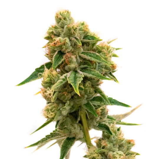 Chocolate Orange Feminized Seeds