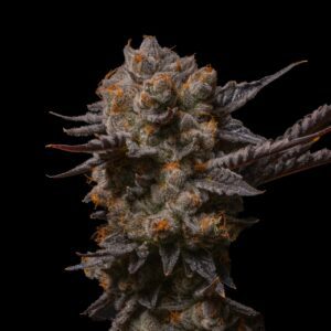 Coochie Runtz Feminized Seeds