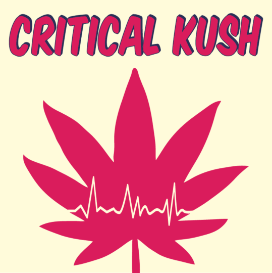 Critical Kush Feminized Seeds