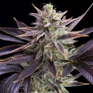 Dolato Feminized Seeds