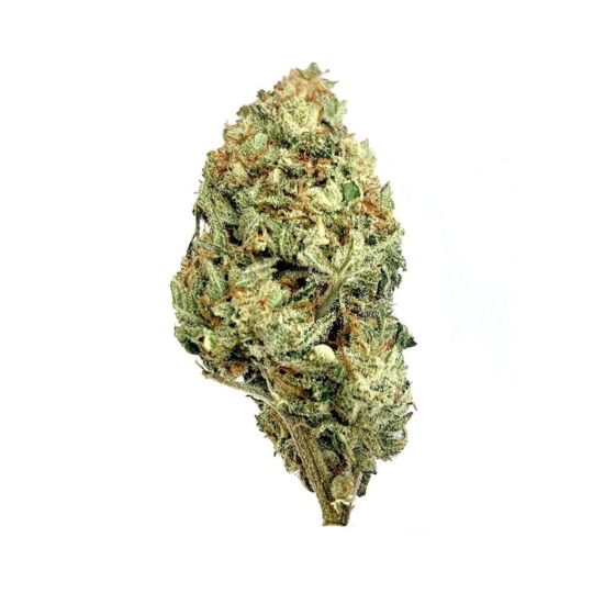 Dolato Feminized Seeds