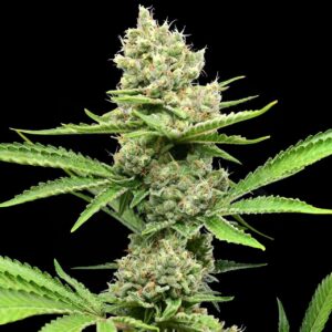 Donny Burger Feminized Seeds