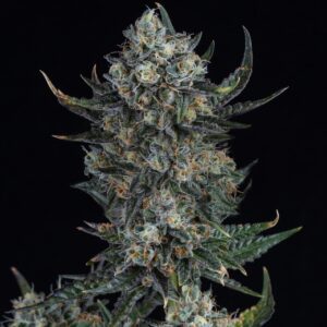 Durban Poison Feminized Seeds