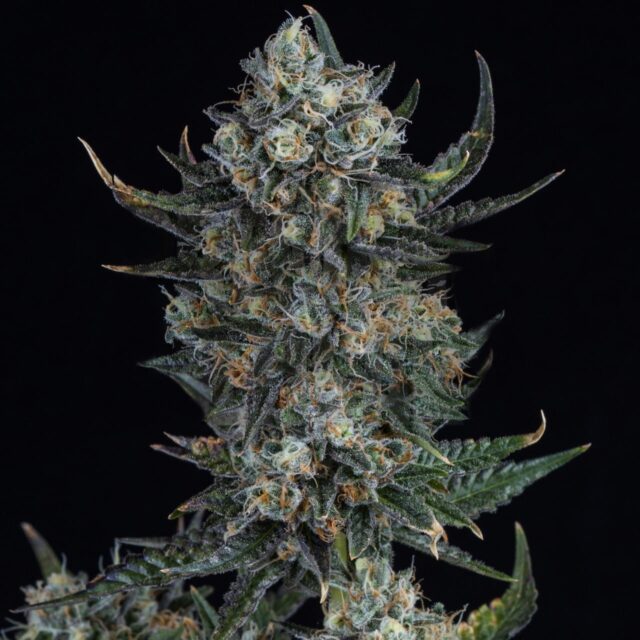 Durban Poison Feminized Seeds