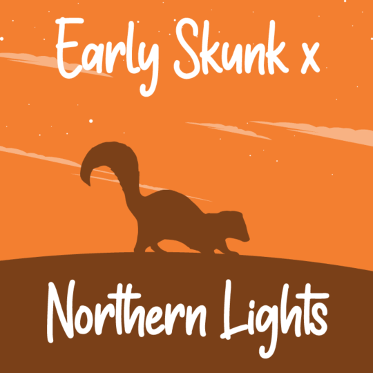 Buy Early Skunk x Northern Lights Feminized Seeds by Supreme Genetics ...