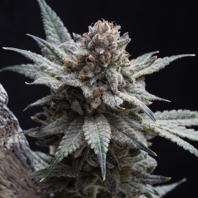 Frosty Blue OG Feminized Seeds