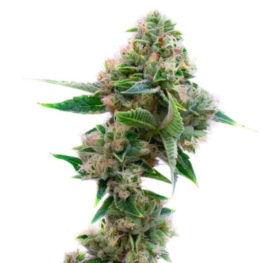 Fruity Pebbles Feminized Seeds