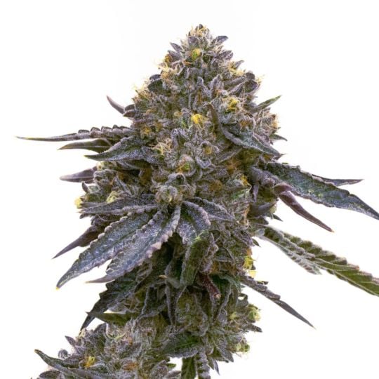 Grandaddy Purple Feminized Seeds