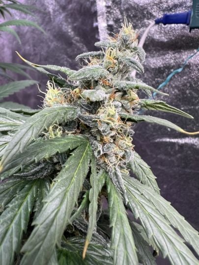 GG #4 Feminized Seeds