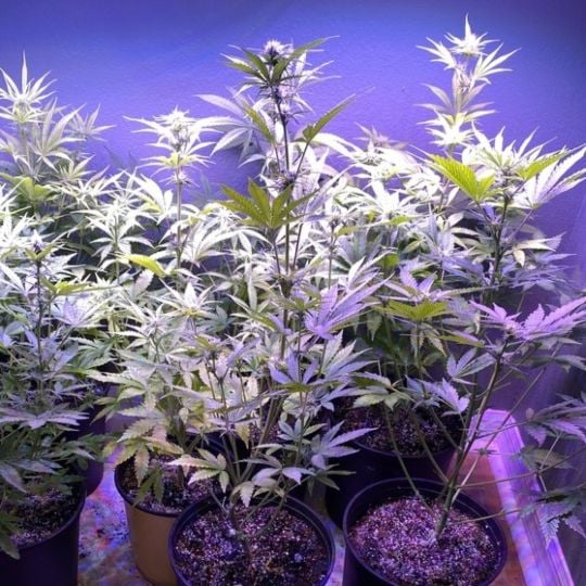 Girl Scout Cookies Autoflower Seeds