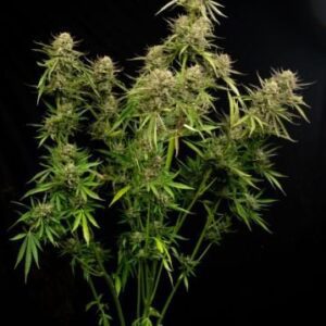 Grease Gun Autoflower Cannabis Seeds