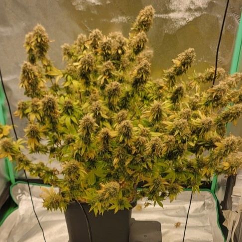 Green Crack Autoflower Seeds