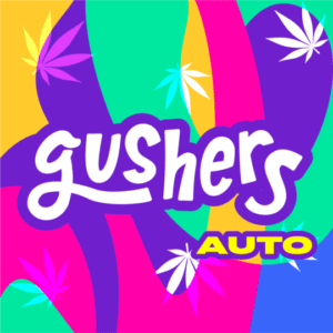Gushers Autoflower Seeds