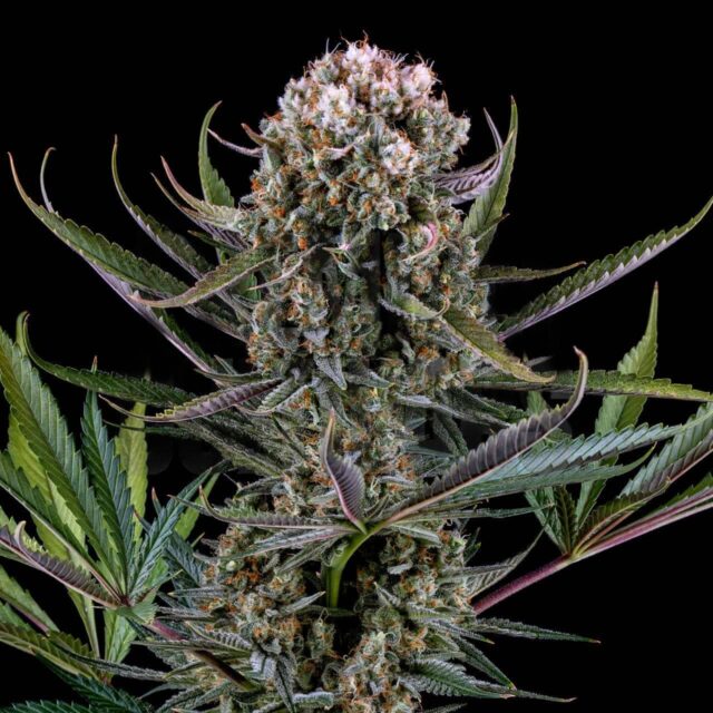 Italian Ice Feminized Seeds