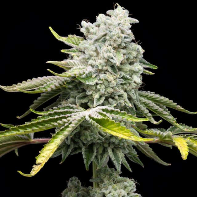 Jealousy Feminized Seeds