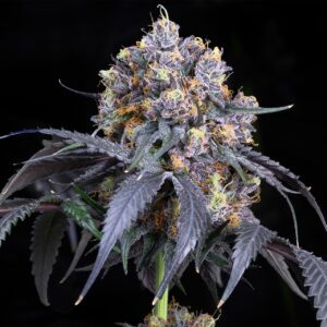 Jet Fuel Gelato Feminized Seeds