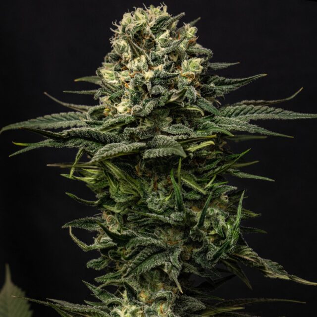 Lemon Haze Autoflowering Seeds