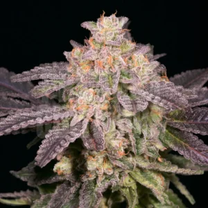 Lemon Pound Cake Feminized Seeds