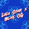 Lyly Sour x Blue OG Feminized Seeds