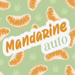 Cream Mandarine Autoflower Seeds