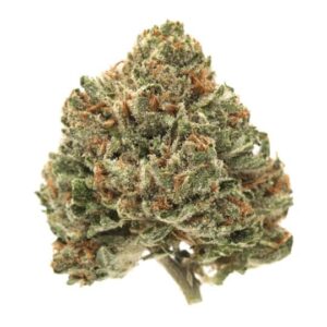 Master Kush Feminized Seeds