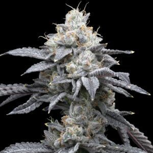 Moonbow Feminized Seeds