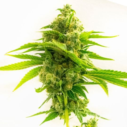 Northern Dawn Feminized Seeds