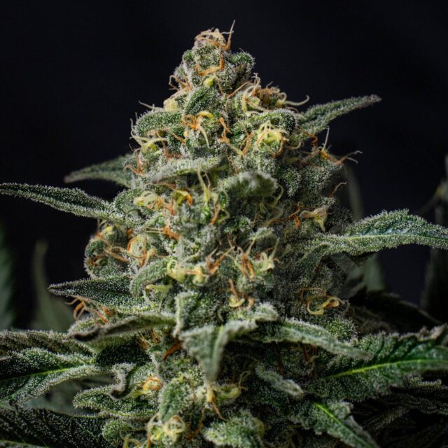 Northern Lights Autoflowering Seeds