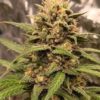 NYC Diesel Autoflower Seeds