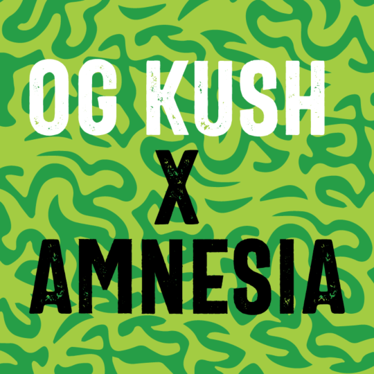 Buy OG Kush x Amnesia Feminized Seeds by Supreme Genetics in America ...